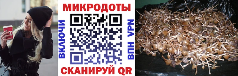 darknet состав  Михайловск  Псилоцибиновые грибы Cubensis  где найти  